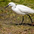 Aigrette garzette en habit nuptial